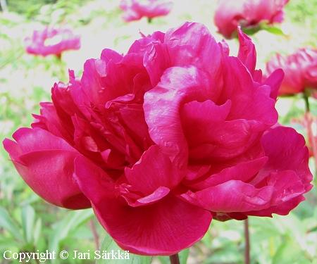 Paeonia lactiflora 'Victoire de la Marne', kiinanpioni